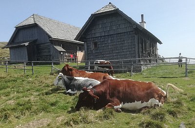 Herrliches Almleben auf der Hochalm in Göß!