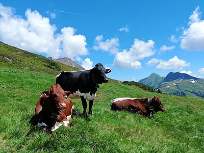 Idylle pur auf der Haferl-Alm in Bramberg!