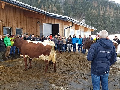 Stiermütterbewertung in der Praxis - drei ausgewählte Kühe stellen sich dem gestrengen Auge des Zuchtberaters.
