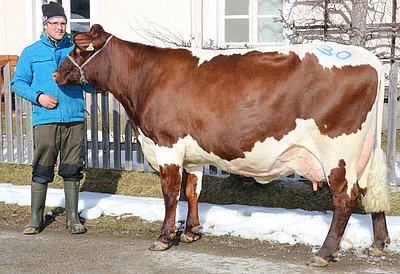 Zweitkalbskuh KYRA von Eveline Maria Berger aus Saalbach