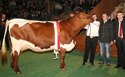 PI x RF-Jungkuhchampion 2015 - ROLANDA (V.Maltus) vom Landesschulgut Litzlhof, Lendorf/Ktn.