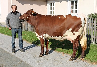 Jungkuh nach Maß - Munter (V. Rester) von Claudia und Josef Ebner, Oberbichl, Großarl