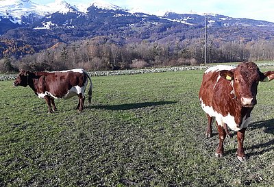 Hat sich zu einer Paradekuh entwickelt - TAPFER (V.Streich) aus der Zucht von Franz Fuchs, Schieder in Mittersill, rechts SENTA (V. Salto) aus der Zucht von Fam. Hollaus, Stöckl in Niedernsill