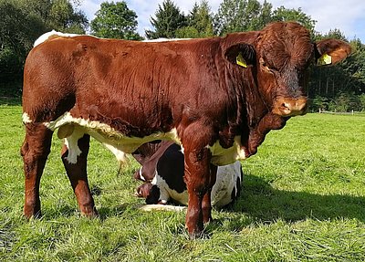 Kapitaler Jungstier (Lammer x Farn, geb.30.3.17) von Stephan Hoppe