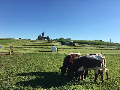 In schönster Landschaft gefällt es nicht nur den Ochsen, sondern auch Robert Buchner, der als Lohnunternehmer sehr gefragt ist!