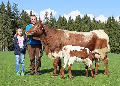 Inbegriff einer langlebigen Rinderrasse - die 19-jährige Pinzgauerkuh RESEI von Familie Dick, Lacken in Maishofen!