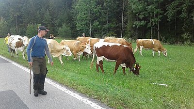 Almabtrieb mit einem schönen kastanienbraunen Farbtupfer!