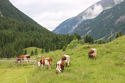 Qualitätsvoll und bunt! Die Herde von Bernhard-Alois Emberger, Kleinscharn