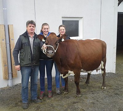 Drittkalbskuh WUNDER (V.Curtis) der LFS Bruck, perfekt vorbereitet von den Schülerinnen Katharina Trattner und Lisa Burgschwaiger!