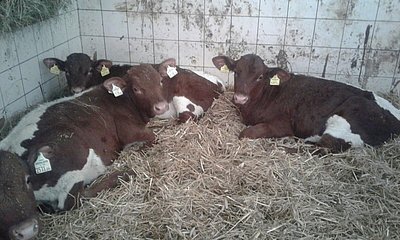 Gedeihen hervorragend - die Pinzgauer-Stierkälber am Mastbetrieb im oberösterreichischen Schlierbach!