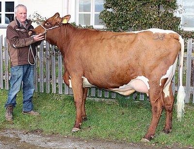 Jungkuh DALINA (V.Mad Max, 63,6%RF) von Josef Berger, Grub, Saalbach