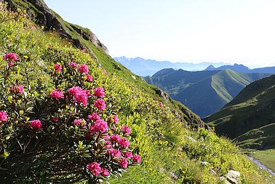 Traumhafte Bergwelt im Fuschertal
