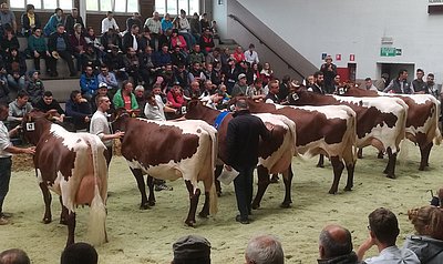 Herzschlagfinale - sechs Traumkühe rittern um den Gesamtsiegertitel!