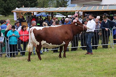 Stiermutter GITTA (Rubin x Runal-R)