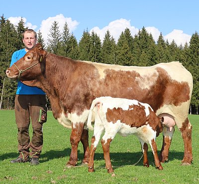 Paradebeispiel einer Lebensleistungskuh - die 20-jährige Mutterkuh Resei von Familie Dick, Lacken in Maishofen!