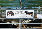 Martin Augustin sorgt stets für beste Pinzgauer-Optik - sowohl graphisch als auch in lebender Form!