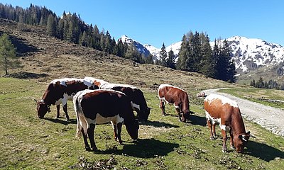 ebenso wie das Jungvieh von Robert Krimbacher auf der Lehenalm in Embach!