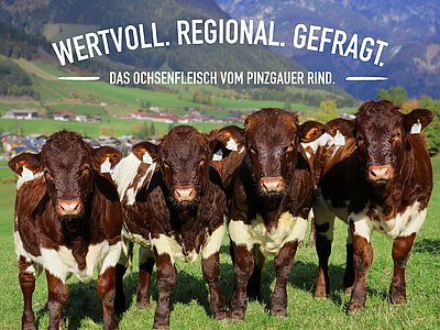 Das Projekt "Pinzgauer-Ochsenmast" bietet große Chancen für die Veredelung unseres hochqualitativen Rindfleisches!