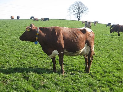 Reis-Tochter in der 3. Laktation mit 35 kg Milch