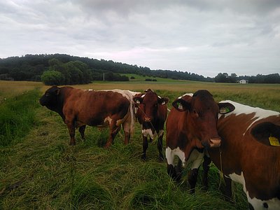 Trotz des hohen Alters immer noch ein kapitaler Stier!