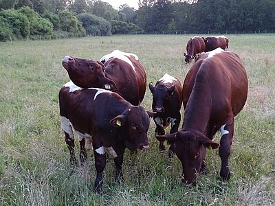 Sehr ansprechend - die Pinzgauer-Herde von Fam. Brockmann aus Soltau/Niedersachsen