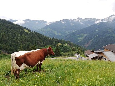 Glänzt mit ihren unvergleichbaren Attributen - DOLLY (V.Rat) von Familie Berger, Grub, Saalbach