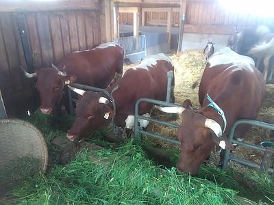 Das Pinzgauer-Trio im Waldviertel - v.l. Silber (V.Reif) von Fam. Franck-Walchhofer, Steinerbauer sowie die zwei von Michaela Dürlinger, Unterberg.