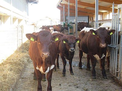 Netter Empfang am Breiteloohof der Fam. Kissling!
