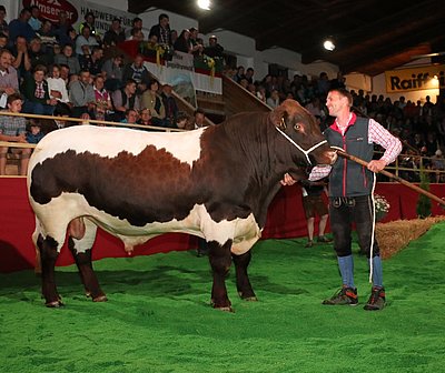 20 Monate und stolze 900 kg schwer - Horst Schnitzer durfte sich über den stolzen Erlös von 11.300 Euro freuen!