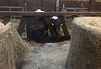 Auch eine Mutterkuh durfte mit ins Gepäck von Hauke Reimers! Auch eine Mutterkuh durfte mit ins Gepäck von Hauke Reimers!