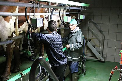 Jung und Alt gemeinsam am Werk - Paul der I. und III. kümmern sich um die Melkarbeit,