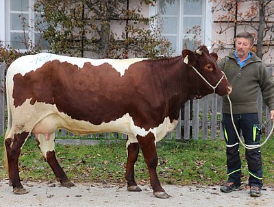 Jungkuh GAMS (V.Ringo) von Peter Reiter, Heil, Abtenau