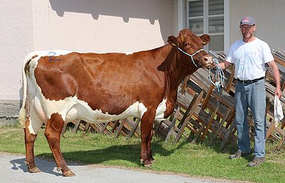 Drittlaktierende ELFIE (V.Loris, 28,5%RF) von Franz Streitberger, Polten, Maishofen