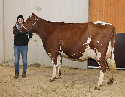 Zweitkalbskuh LUISA (V.Loris) von Maria Schmiderer, Vorderkasbichl, Saalfelden