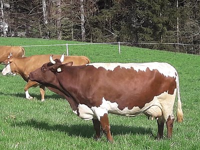 sowie am Unterrohrbachgut in Brandenberg!