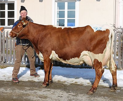 Drittkalbskuh ZITHA von Manfred Nindl, Schranzlern, Hollersbach