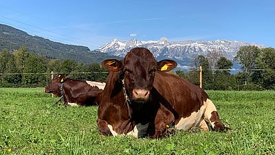 Unschwer zu erkennen - die Qualität der Pinzgauerkühe von Mathias Vetsch im Schweizerischen Sevelen!