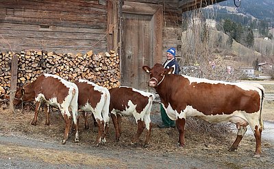 Fototermin am Unterburghof in Neukirchen - Drittkalbskuh Weindl (V.Reif) und ihr "Kusei-Trio" (V.Laron Red) präsentiert sich in bester Kondition!