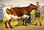 Kat.Nr. 230 - Gruppenreservesiegerin GITTA (V.Ringer II) v. Martin Zehentner, Bichl, Leogang