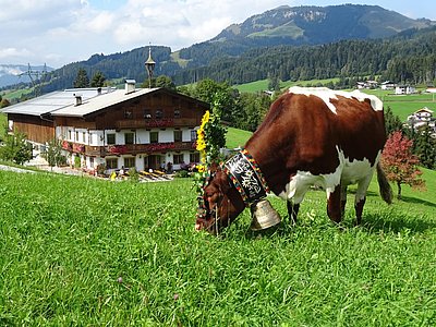 Ringo-Tochter Edelweiß