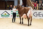 Anna Gruber hält die Reservesiegerin der Pinzgauerkühe, FARAH (V.Loris) an der Hand!