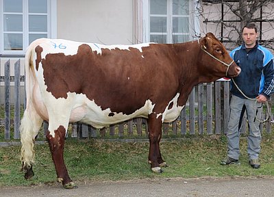 Enormes Kaliber - Jungkuh BRAUNAU (V.Bismalt) von Alexander Gensbichler, Perfeld, Hinterglemm