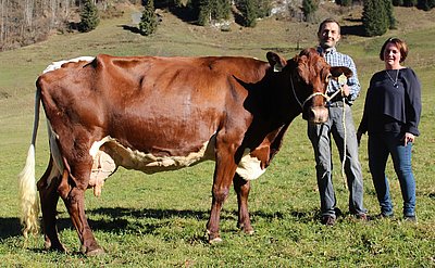 100.000 kg Milch - geschafft von Ziffer, einer Joyboy Red-Tochter von Claudia und Josef Ebner, Oberbichl in Großarl!