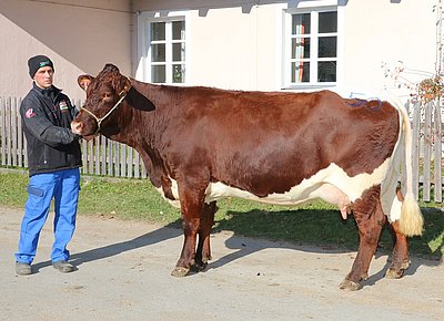 Eine Kapitale - KELLY (V.Major) von Josef Volgger, Nusser, Weißbach