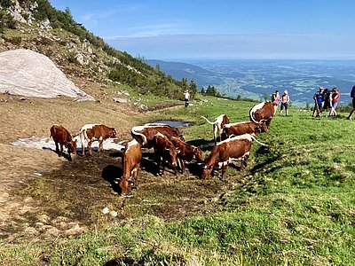 Nur die Hälfte Gehzeit, aber dennoch eine Herausforderung - die Besteigung der Vierkaseralm im Salzburger Untersberggebiet!