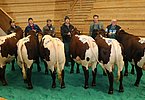 Pinzgauer-Teststierkandidaten 2023
