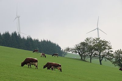 Alternative Energie und schöne Rinder - die Pinzgauer des Jagerbauern am Plattenberg von Laussa