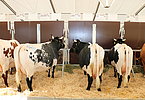 IMG 6885