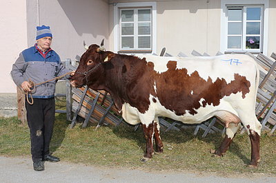 Drittkalbskuh GOIDL (V.Rester) von Martin Schmidinger, Premstein, Fusch