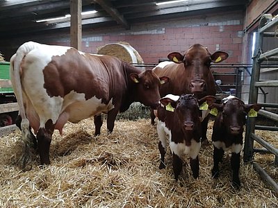Lissi und Maja mit ihren Kälbern Lotte und Luxor!